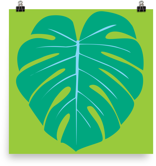 Monstera Leaf 2 By Graeme Luey - Swiss Cheese Plant (1000x1000), Png Download