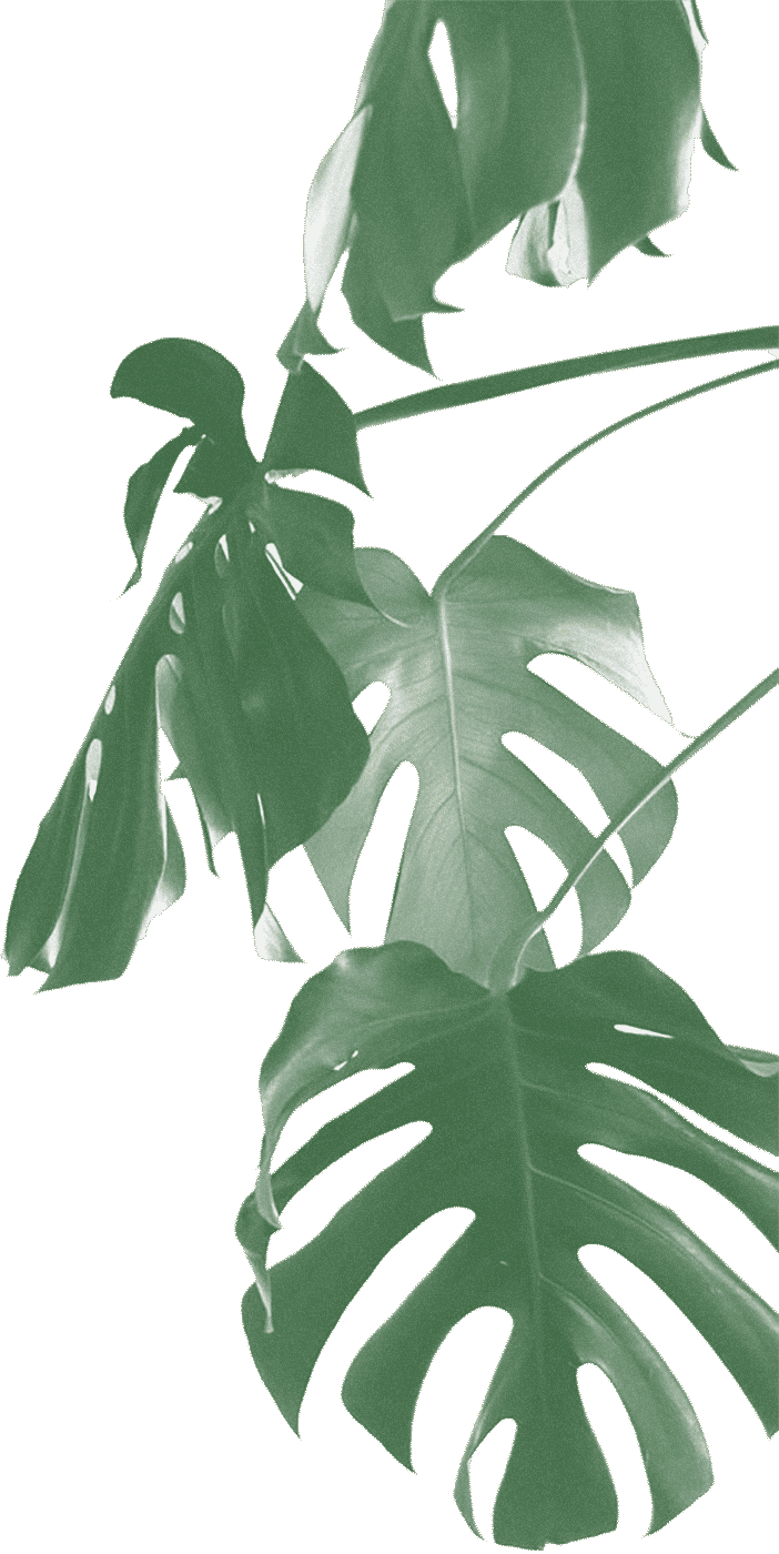 #1 - Swiss Cheese Plant (702x1400), Png Download