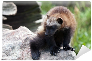 Wolverine (400x400), Png Download