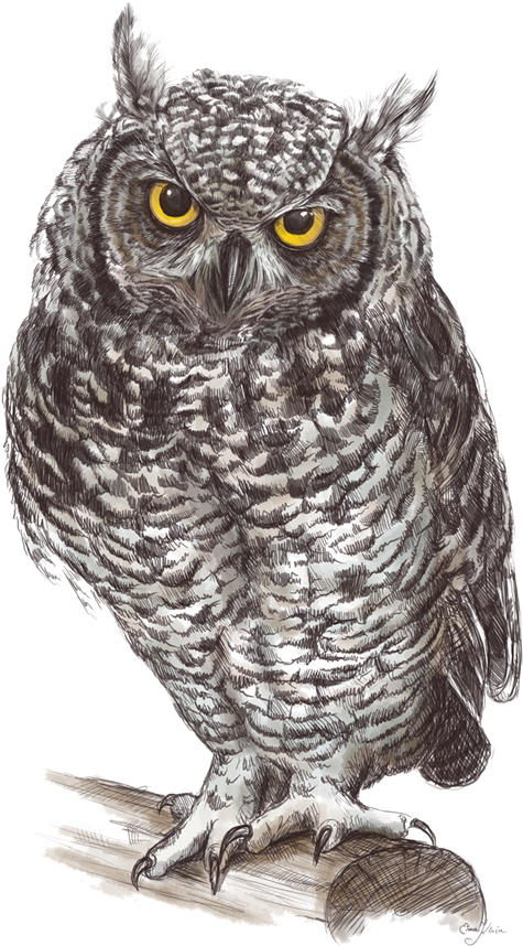 Owl Hd Clipart Png - Png Owls (600x914), Png Download