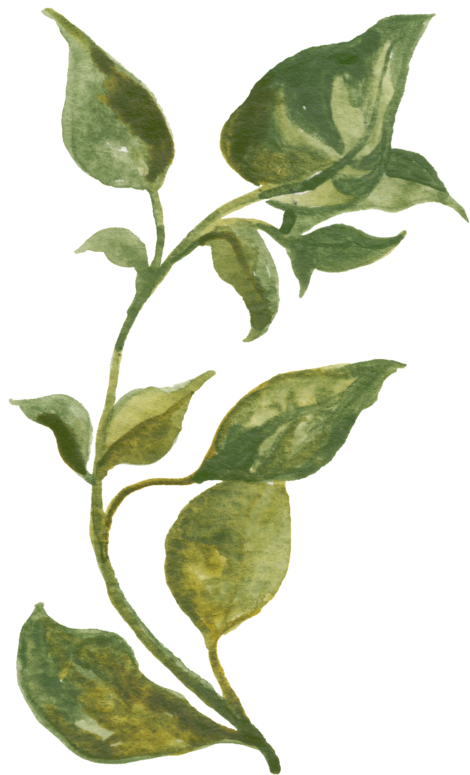 Green Vine Transparent Decorative - Herb Prints (1024x1615), Png Download