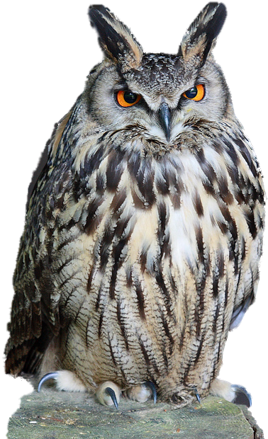 Owl Download Png - Owl Png (480x640), Png Download