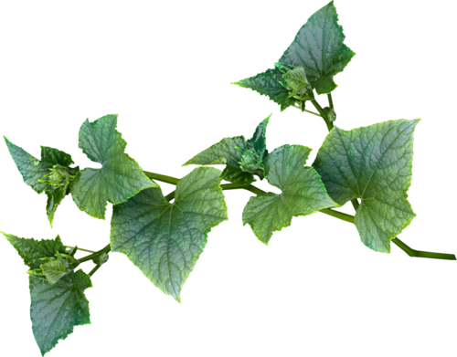 Faerie Blue Green Vine - Leaf Vines (500x391), Png Download