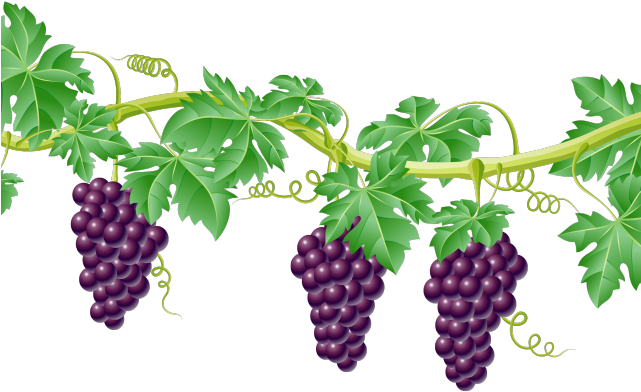Vine Clipart Grape - Grape Vine Transparent Background (640x480), Png Download