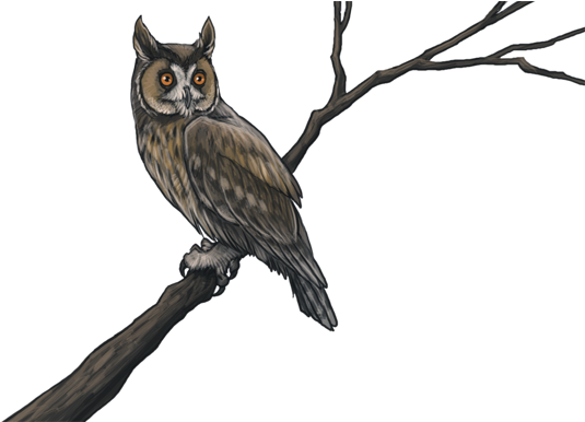 Owls-0 - Animal Jam Clans (640x385), Png Download