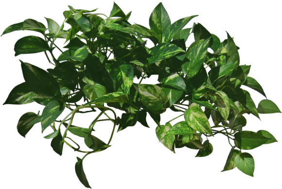 Go To Image - Vine Png (600x412), Png Download