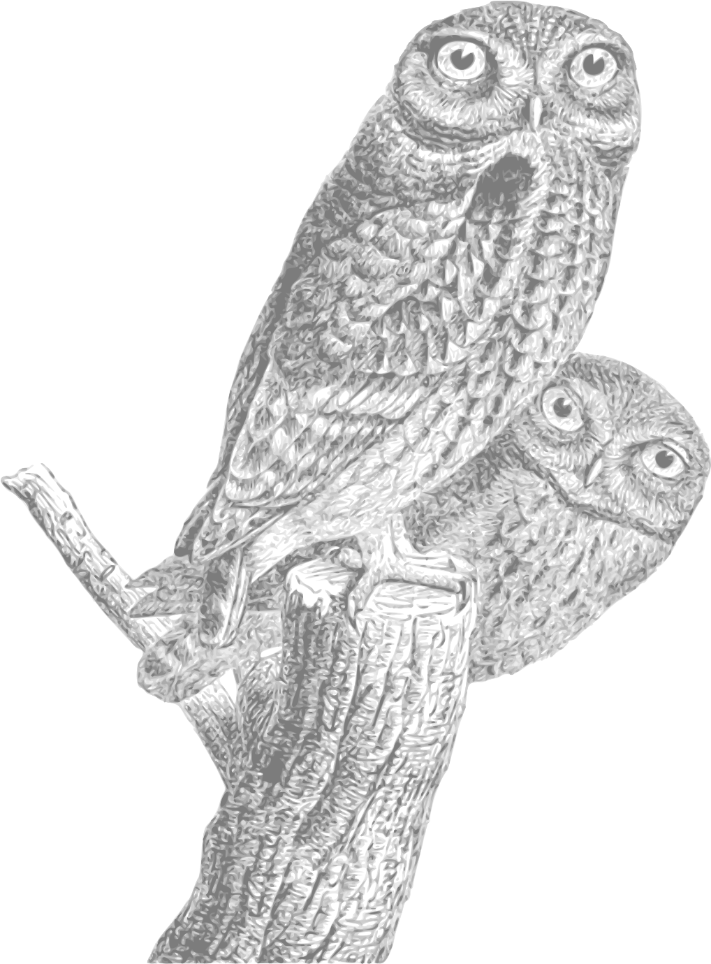 This Free Icons Png Design Of Owls Vintage 01 (1697x2400), Png Download