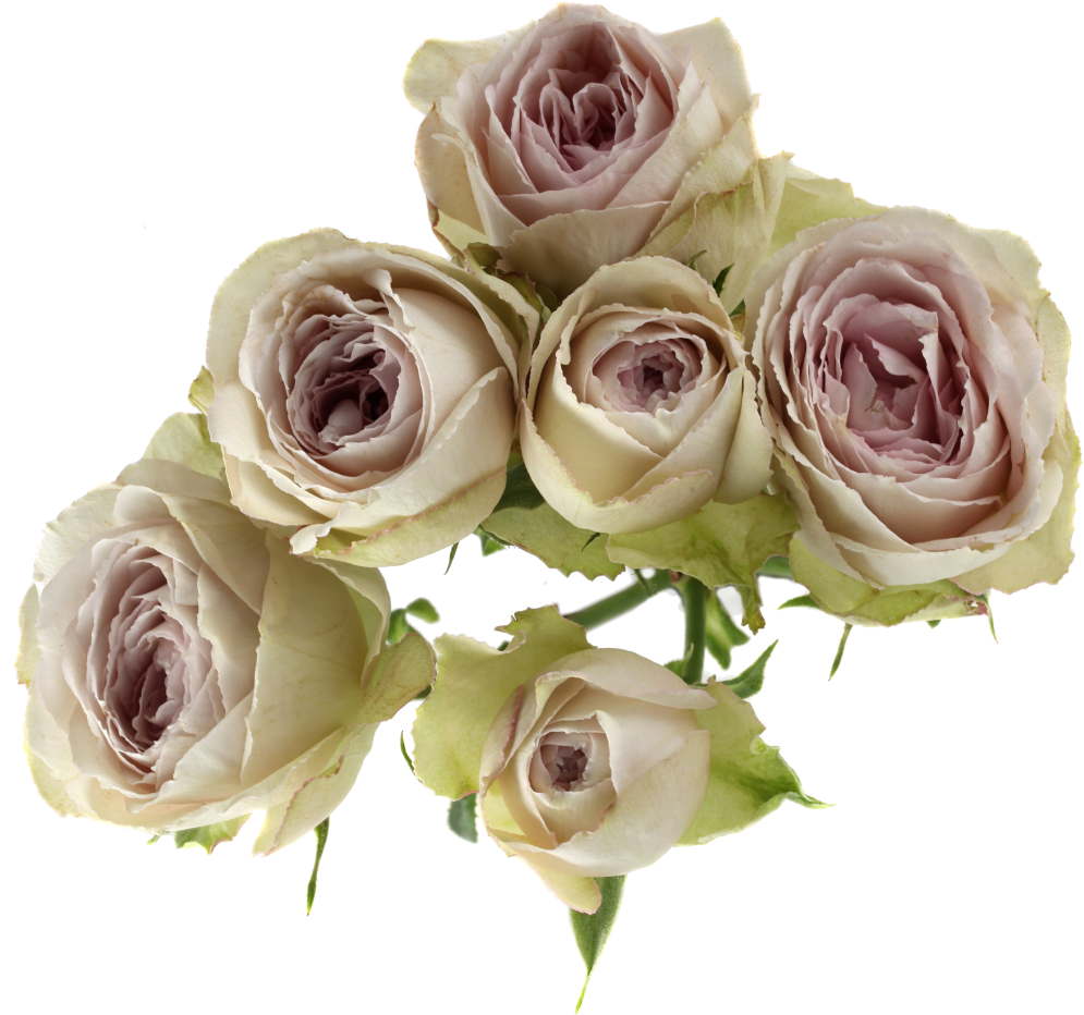 Silver Laceavailable Stem Size - Yellow (1024x1024), Png Download