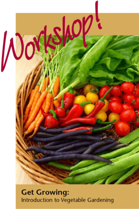 Introduction To Vegetable Garden Workshop - Pcos Vegetables (396x594), Png Download