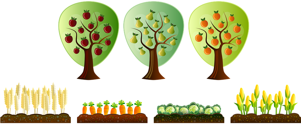First Vegetable Garden - Crop Clipart (960x480), Png Download