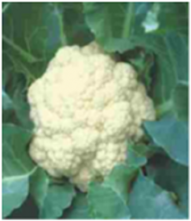 Cauliflower (550x445), Png Download
