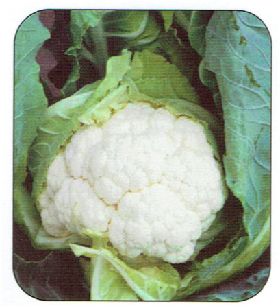 Cauliflower Clapton F1 Plants (550x445), Png Download