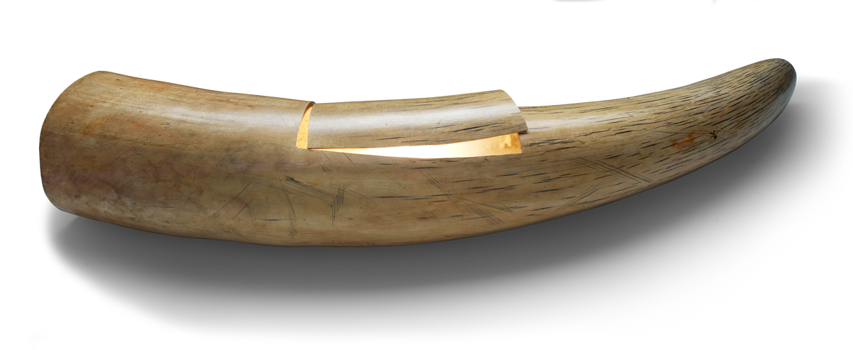 Tracking The Illegal Tusk Trade - Ivory Tusk (1200x493), Png Download