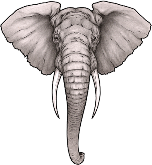 Tatuaje De Bosque En El Brazo, Tatuaje Gato, Tinta - Realistic Elephant Face Drawing (500x544), Png Download