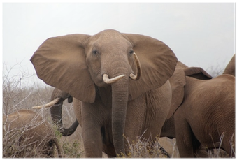 African Elephant (400x400), Png Download
