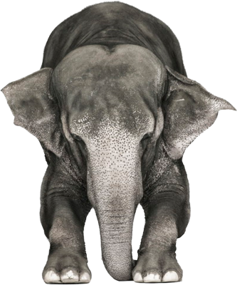 Elefante Psd - Animal Psd (333x400), Png Download