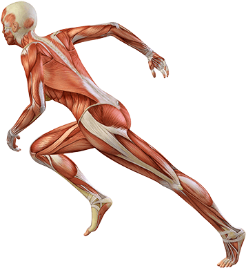 Peak Athletic Performance - Sports Performance Png (400x400), Png Download