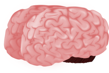 Cartoon Brain 3/4 View - Brain (as Food) (455x304), Png Download