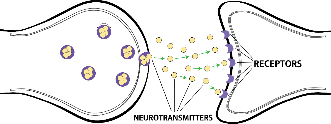 Brain Sections - Adhd Brain Receptors (1128x422), Png Download
