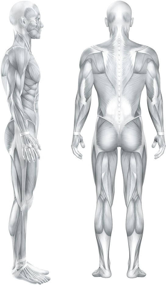 Heel Or Foot Pain - Anatomy Of Male Muscular System, Back View. Poster (800x962), Png Download