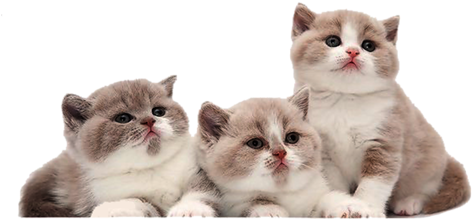 Gatos Lineas - صور ثلاث قطط جميله (500x257), Png Download