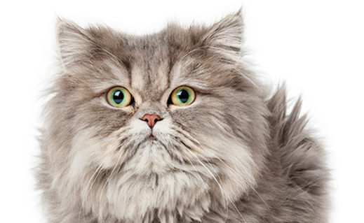 Insecticidas Y Anti-insectos Naturales Para Gatos - Petmate Litter Box Liners Medium (527x318), Png Download