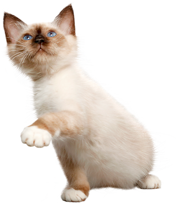 We Know About Cats - Kitten (375x434), Png Download