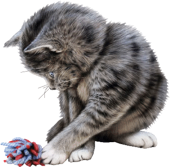 Cats Graphics - Tubes Cat Png (400x392), Png Download