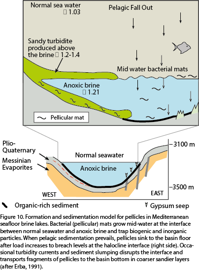 So, Organic Debris First Formed At The Halocline Can - Diagram (404x549), Png Download