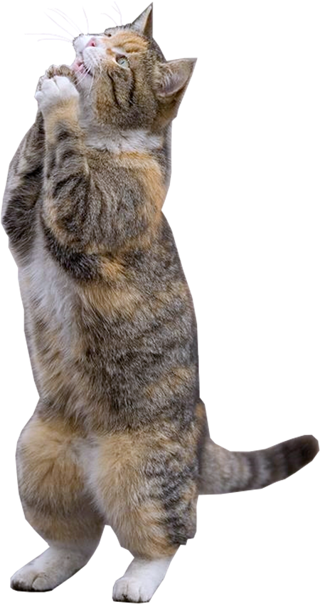 Free Dog Park - Rainy Weekend Meme (500x893), Png Download