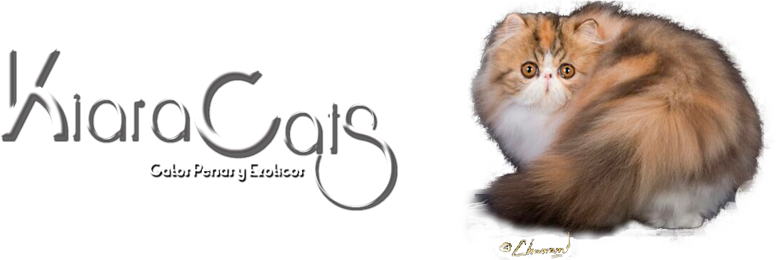 Bogotá (1200x368), Png Download