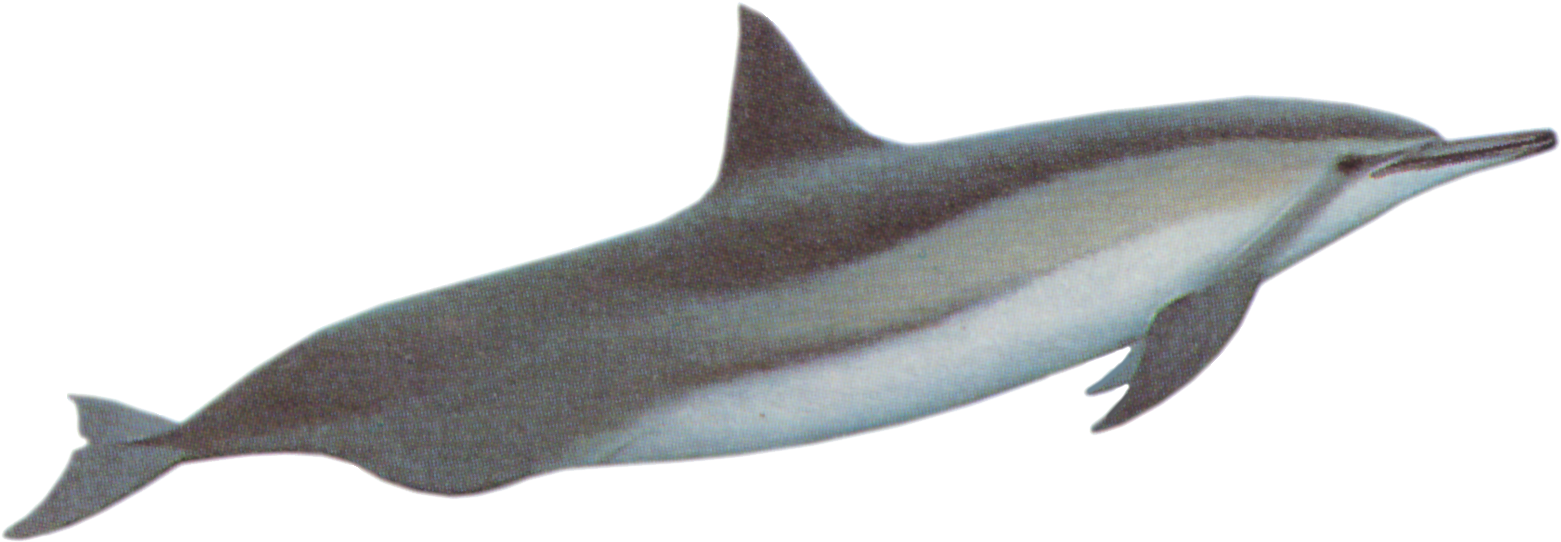 Dolphins - Baiji (1610x556), Png Download