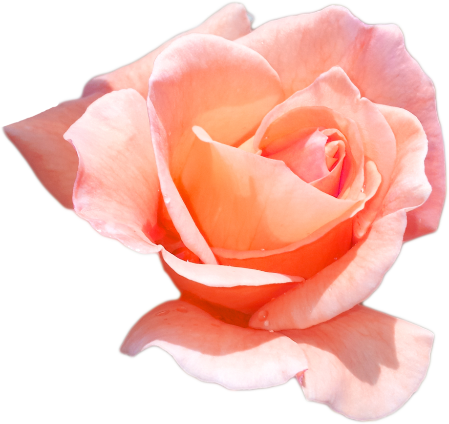 Peach Flower Png Download - Peach Roses Png (919x869), Png Download