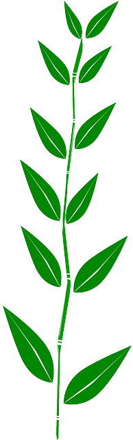 Bamboo, Leaves, Plant, Weed - Leaf Clipart Border (320x640), Png Download