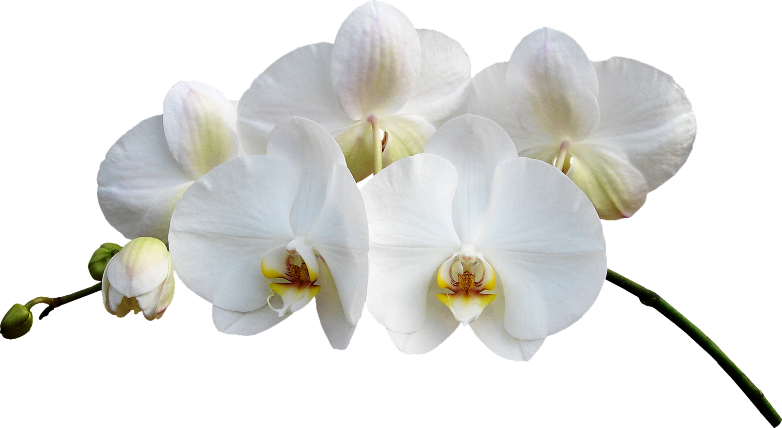 Orchid - Орхидеи Пнг (1600x877), Png Download