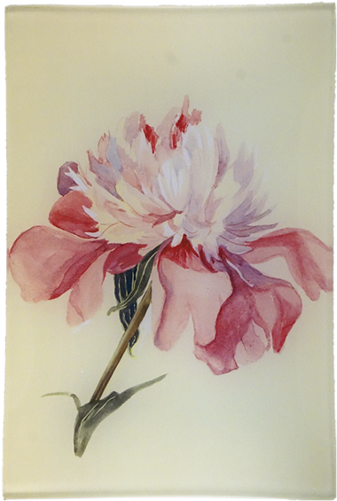 Peony (600x600), Png Download