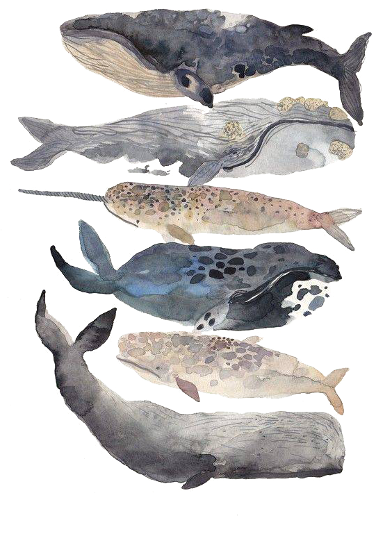 New Bedford Whale Watercolor Painting Illustration - Watercolor Whales (570x787), Png Download