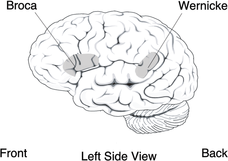 File - Brocasareasmall - Broca Parte Del Cerebro (800x559), Png Download