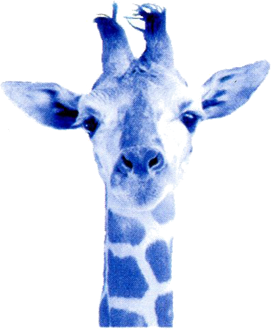Optimized Blue Giraffe Hq Cliparts - Cafepress Simple Giraffe Tile Coaster (392x473), Png Download