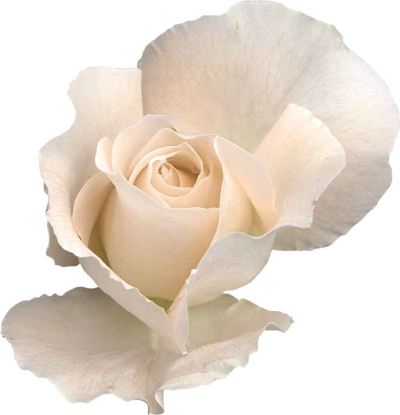 White Rose With Transparent Background (839x851), Png Download