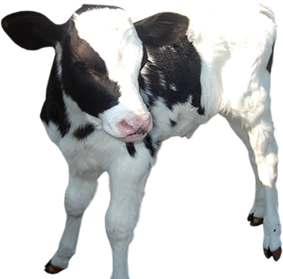 Baby Calf Png Transparent Baby Calf - Baby Cow Transparent Background (600x450), Png Download