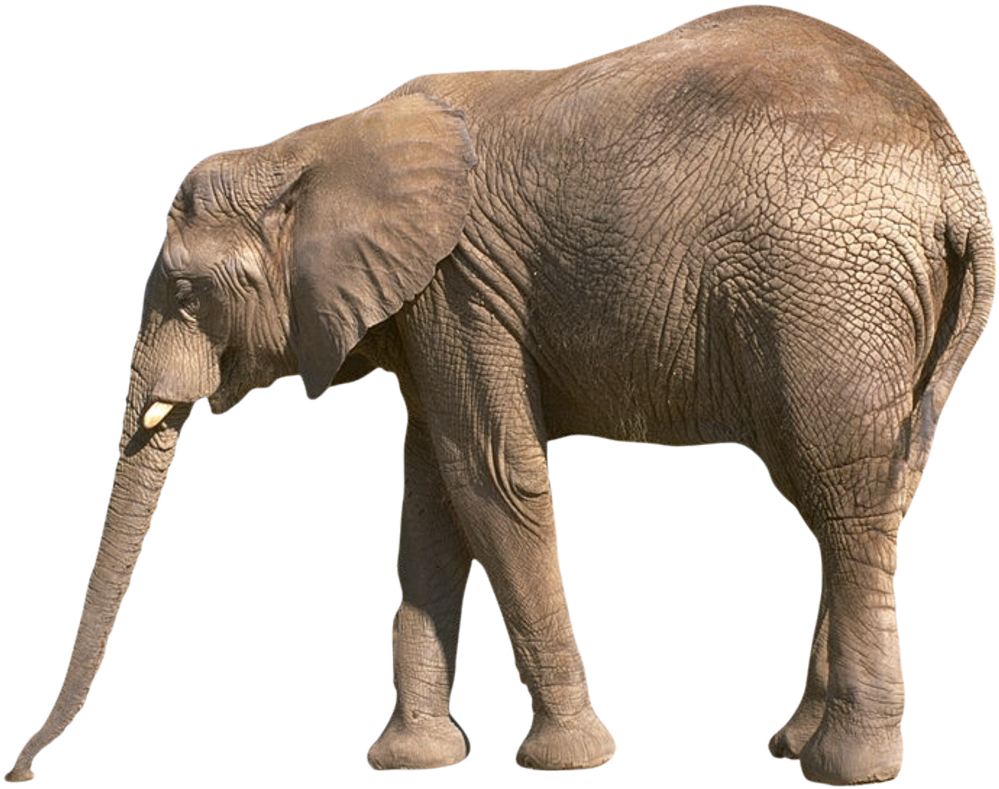 Elephants Png Images Free Download - Reading Comprehension About Animals For Grade 3 (2025x1600), Png Download