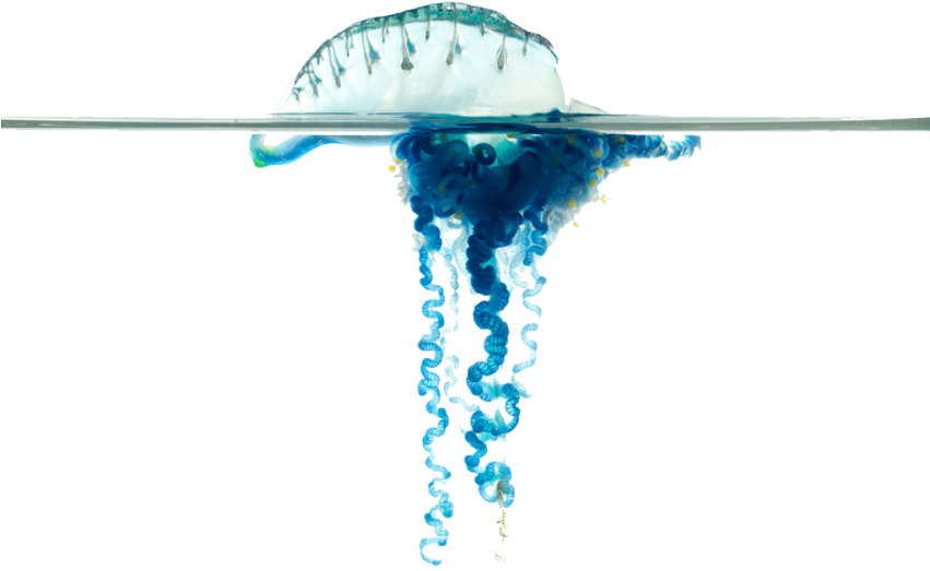 Free Png Blue Bottle Jellyfish S Png Images Transparent - Bluebottle (850x638), Png Download