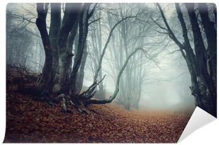 Design Art 'mysterious Fairytale Foggy Wood' Photographic (400x400), Png Download