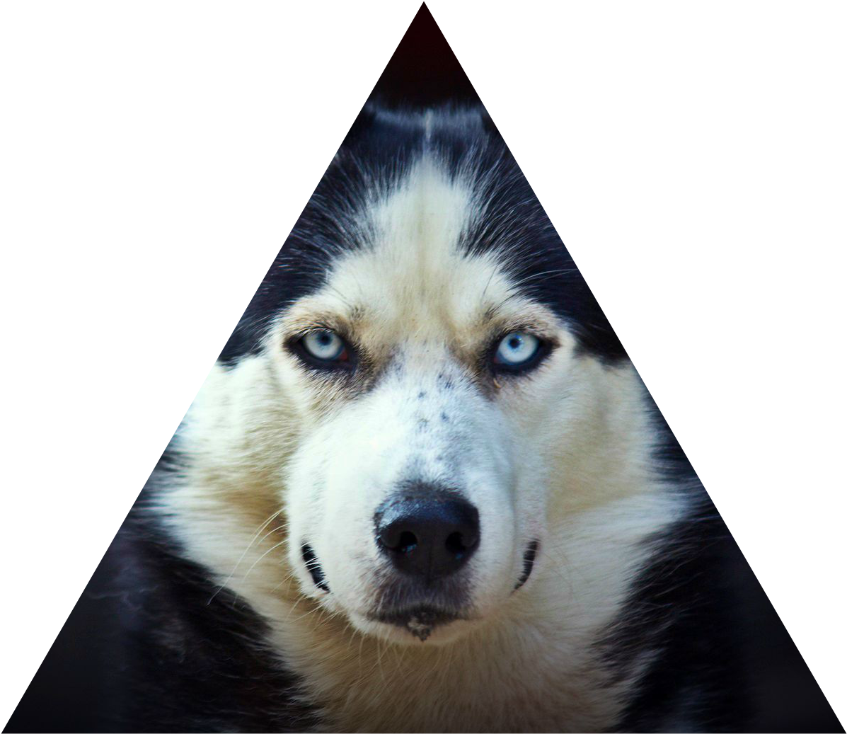 Faze - Siberian Husky High Resolution (1920x1080), Png Download