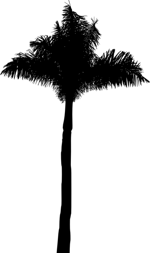 Free Png Palm Tree Silhouette Png Images Transparent - Borassus Flabellifer (480x810), Png Download