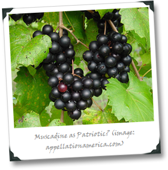 Muscadine-grapes - Wild Grapes Louisiana (353x354), Png Download
