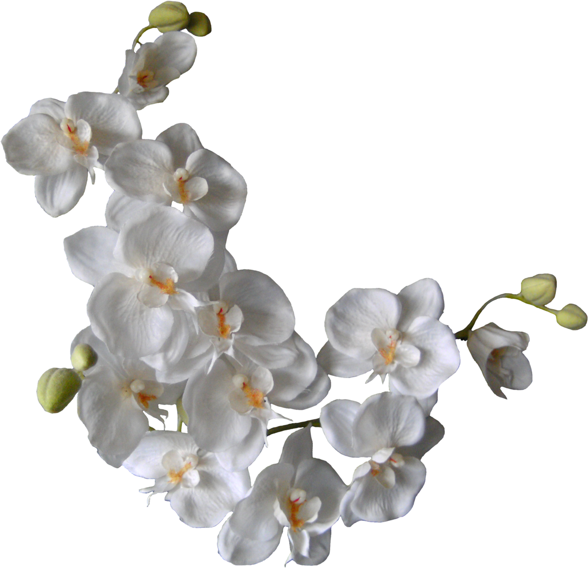Orquideas Blancas Png (1600x1200), Png Download