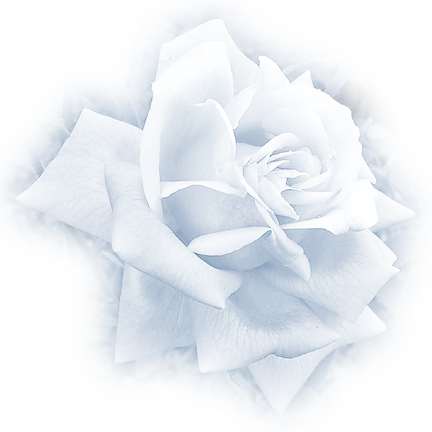 White Rose Misted - Garden Roses (432x432), Png Download