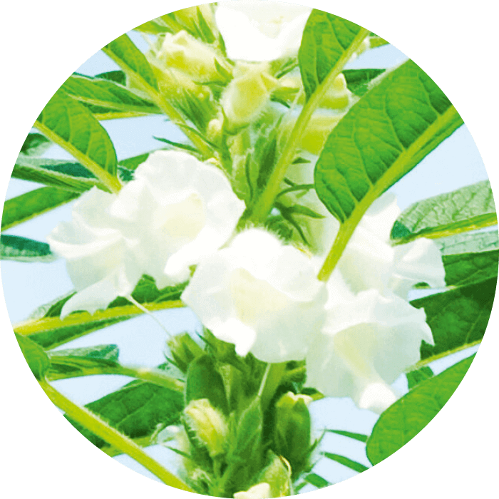 Active Ingredient - Jasmine (700x700), Png Download